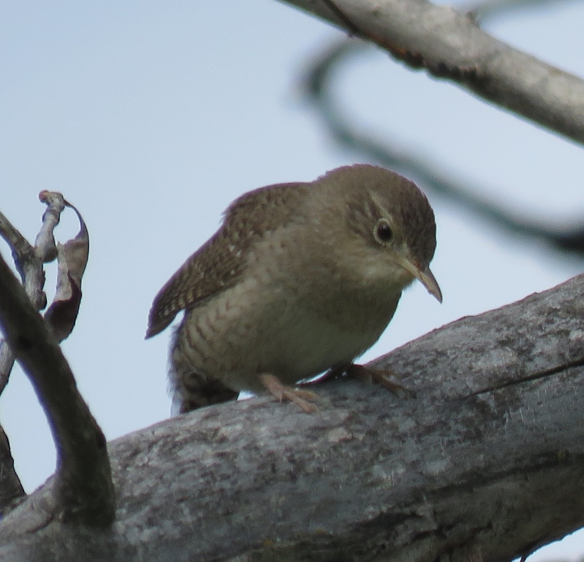 House Wren - ML58287081