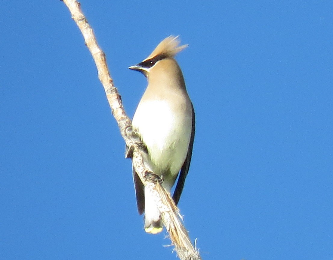 Cedar Waxwing - ML58287101