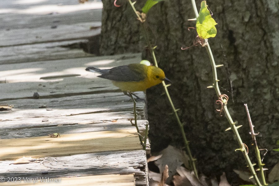 Prothonotary Warbler - ML582871071