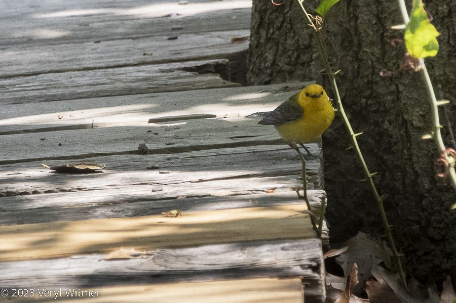 Prothonotary Warbler - ML582871081