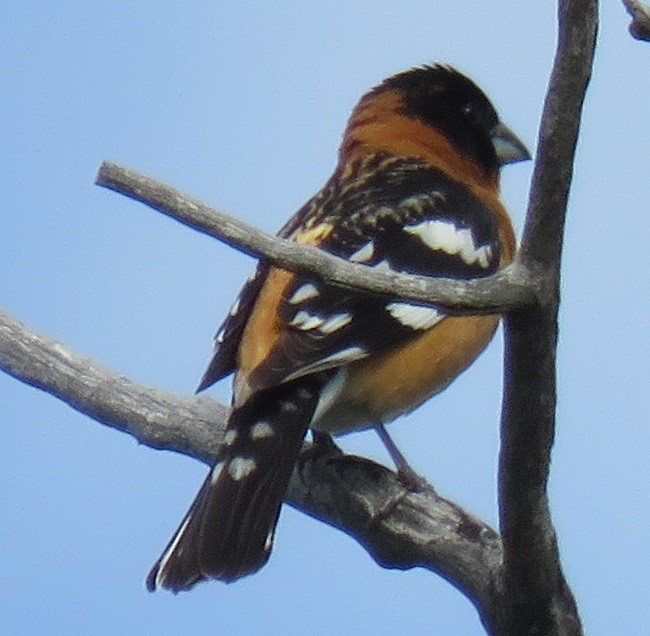 Black-headed Grosbeak - ML58287121