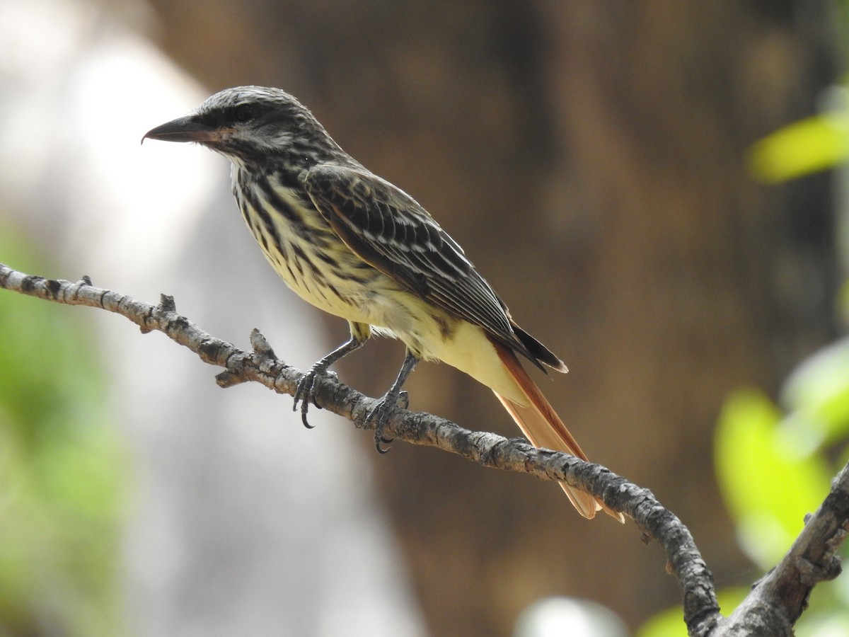 Sulphur-bellied Flycatcher - ML582871641