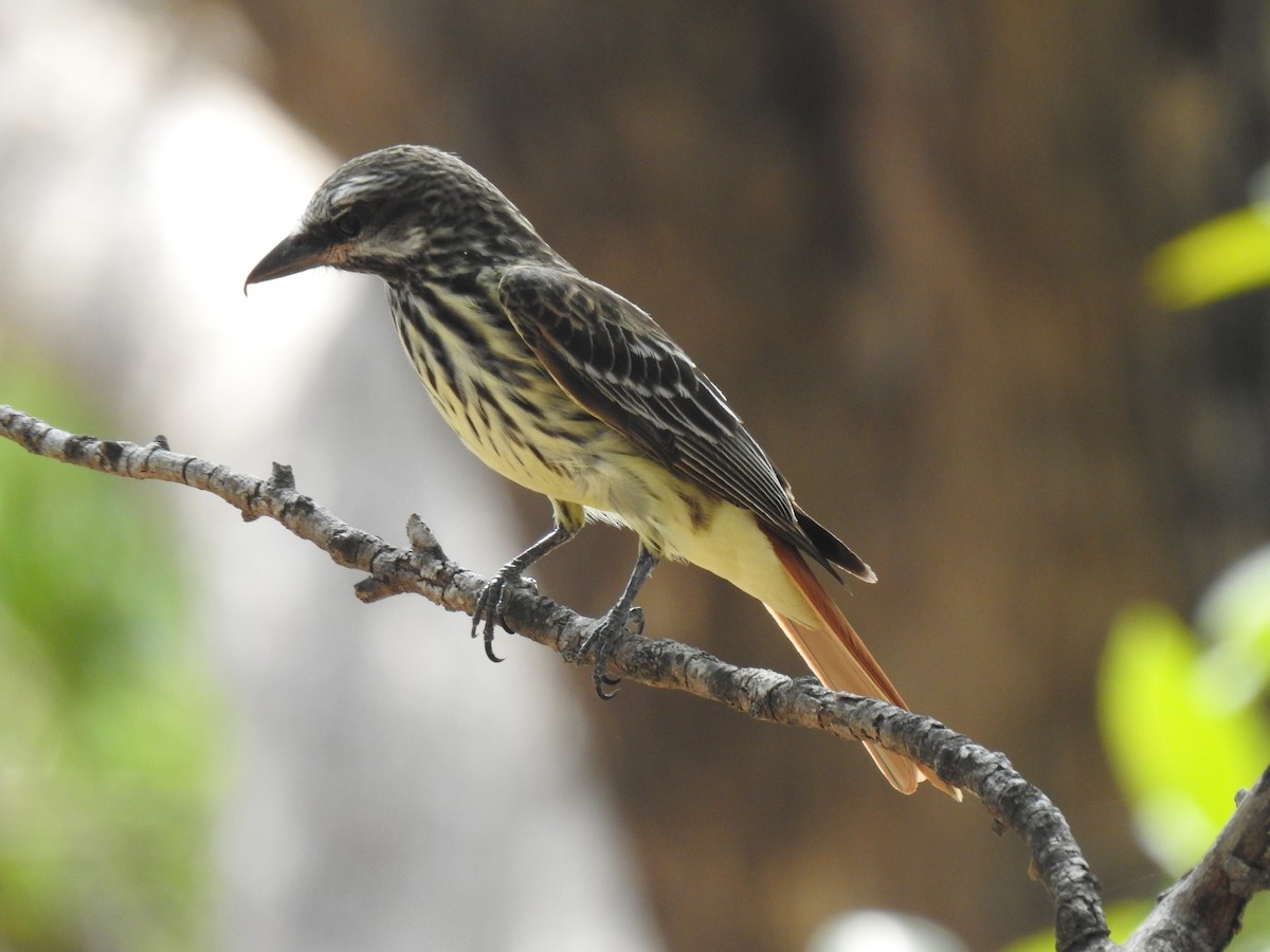 Sulphur-bellied Flycatcher - ML582871651