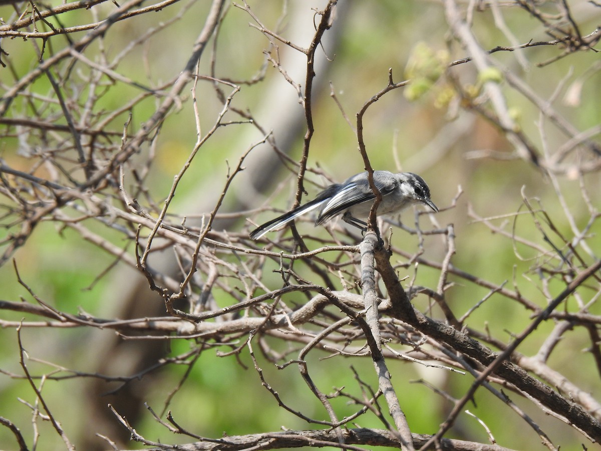 White-lored Gnatcatcher - Justin Harris