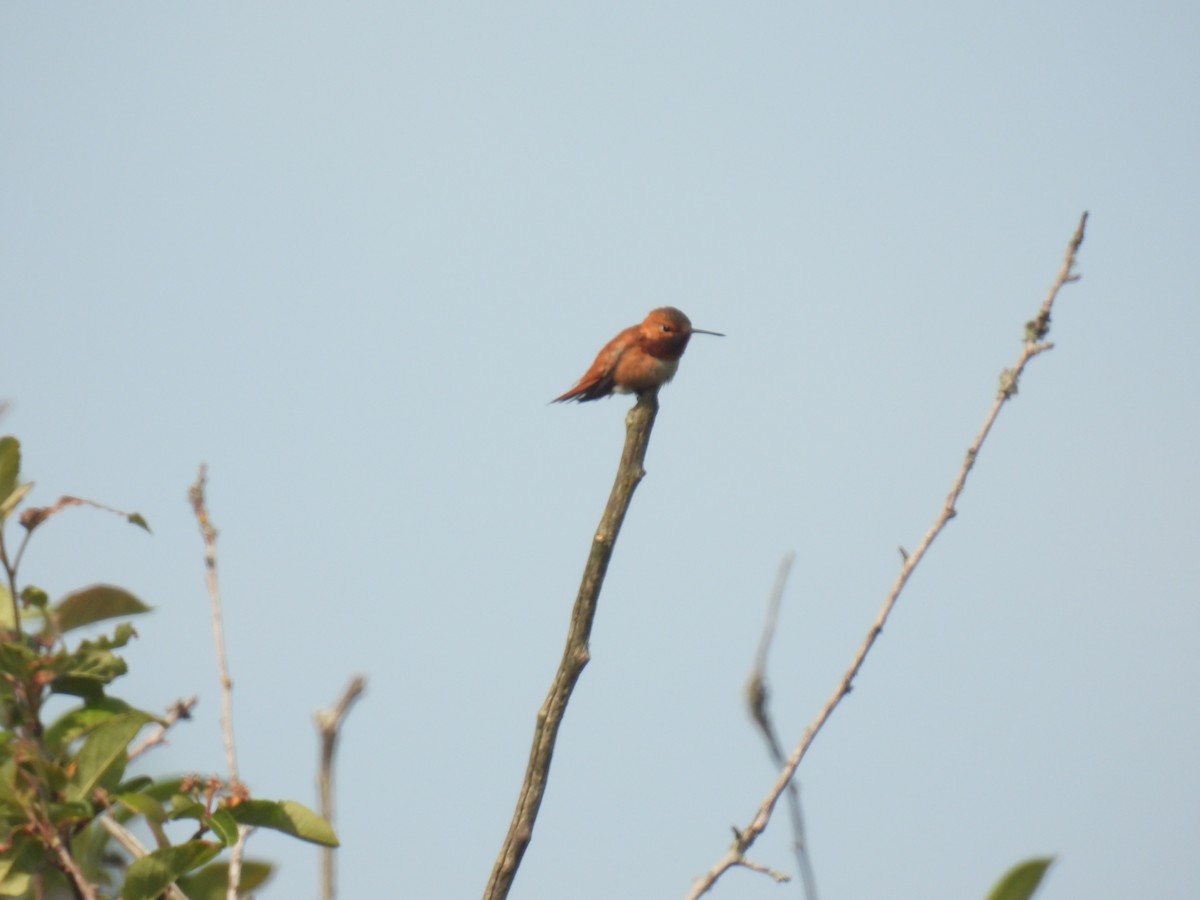 Rufous Hummingbird - John McKay