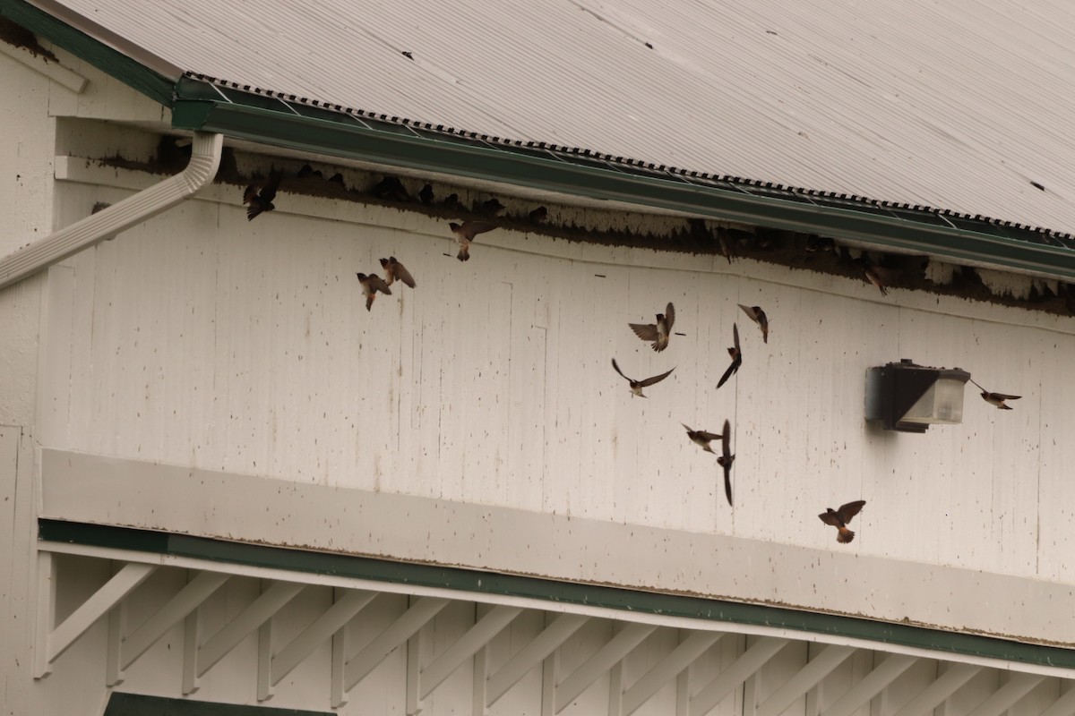 Cliff Swallow - ML582873111