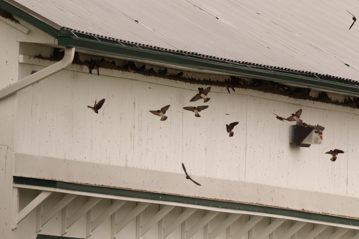 Cliff Swallow - ML582873691