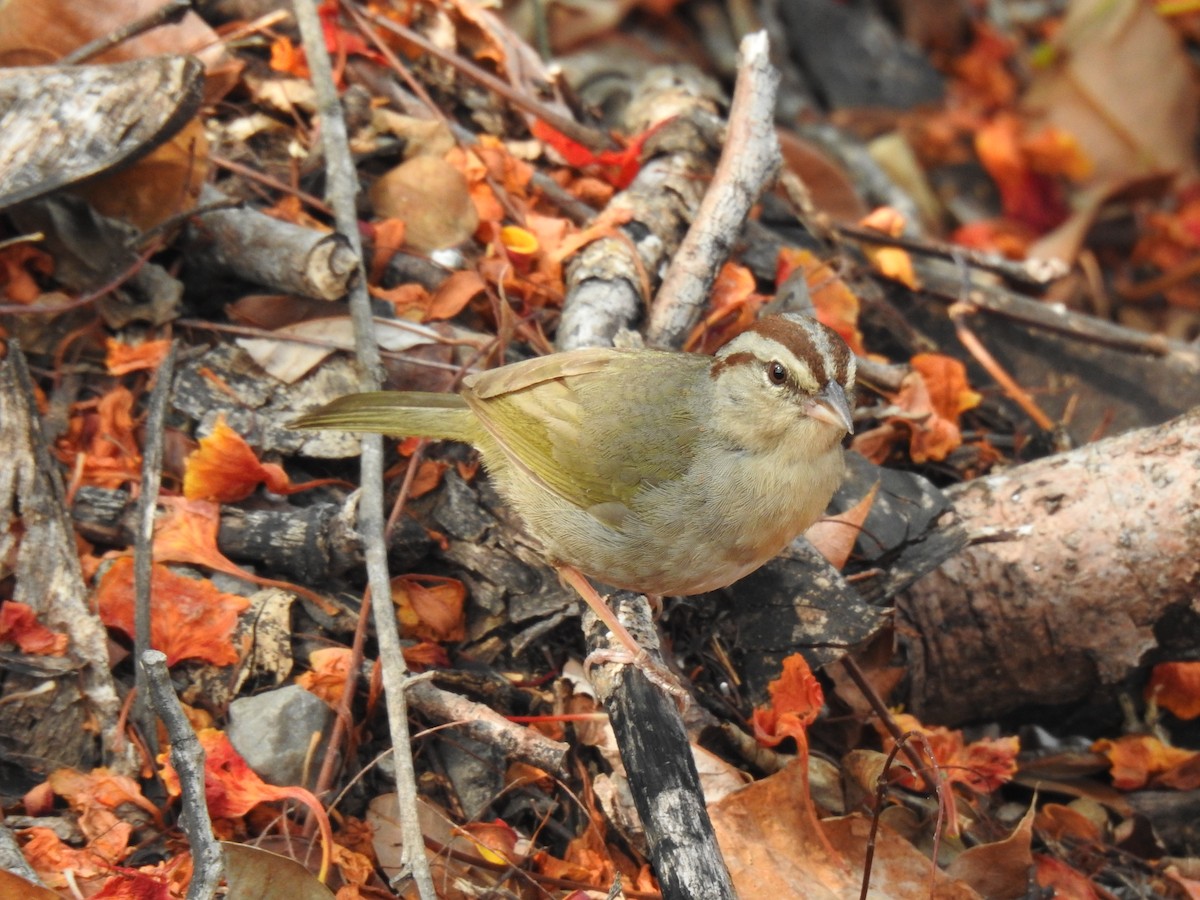 Olive Sparrow - ML582873731