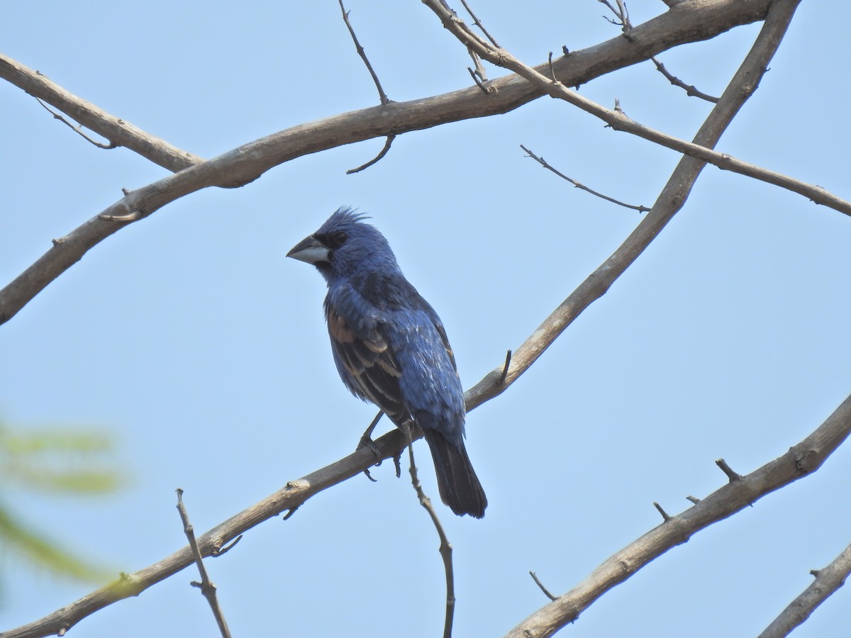 Guiraca bleu - ML582874791