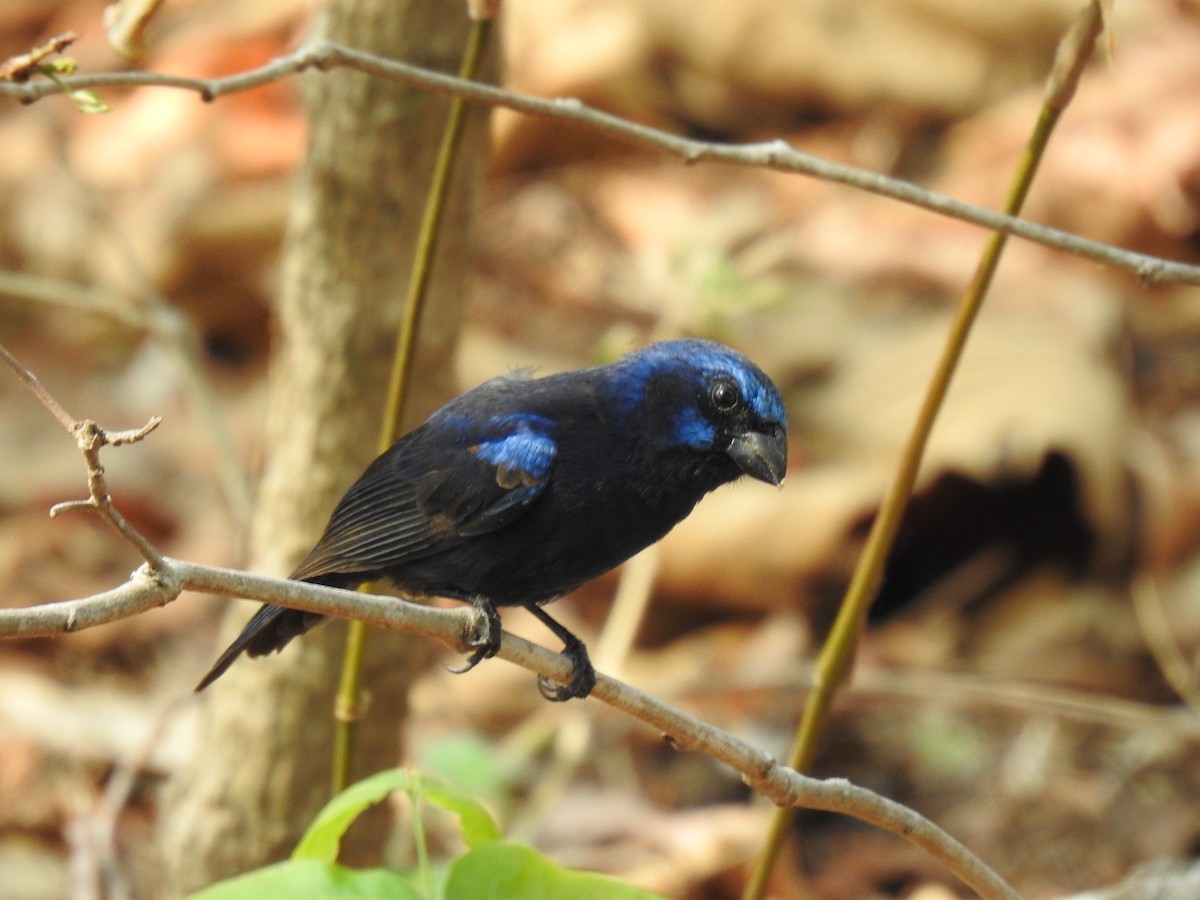 Blue Bunting - Justin Harris