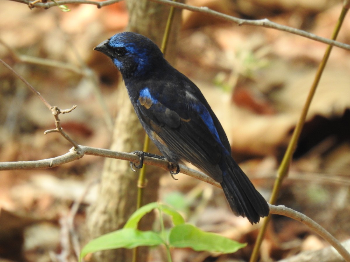 Blue Bunting - Justin Harris