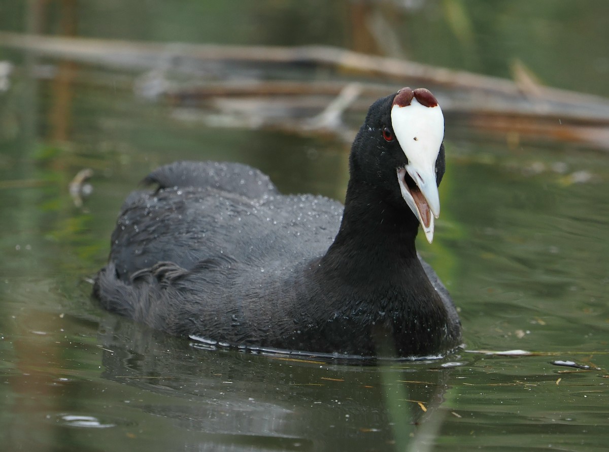 Red-knobbed Coot - Matthias Kestenholz