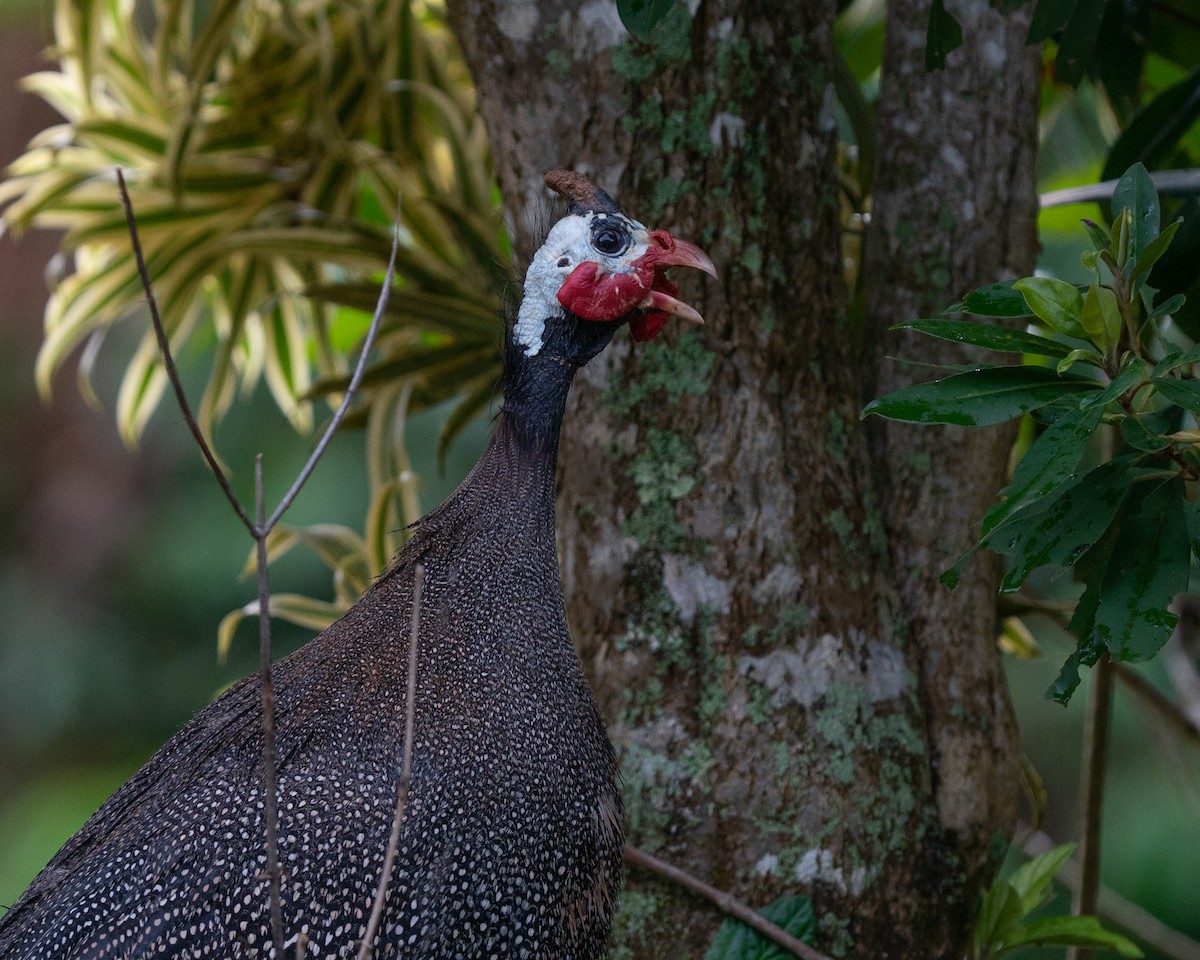 Helmeted Guineafowl (Domestic type) - ML582875111