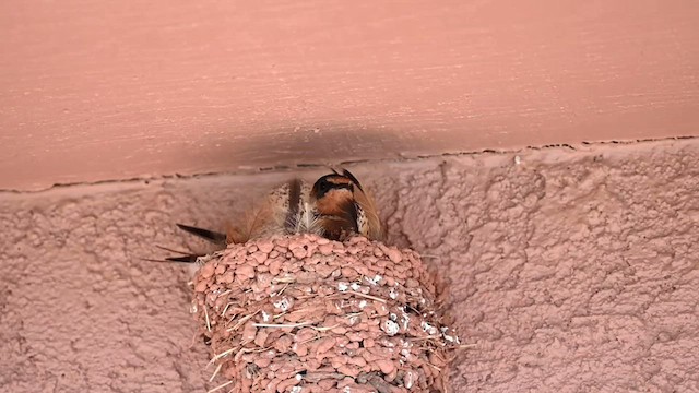 Barn Swallow (American) - ML582875551