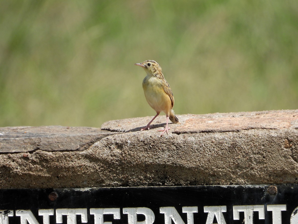 Pectoral-patch Cisticola - ML582876061