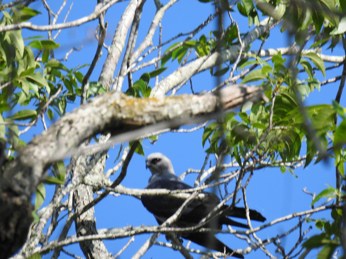 Mississippi Kite - ML582877001