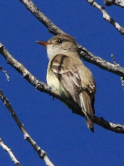 Willow Flycatcher - ML582878201