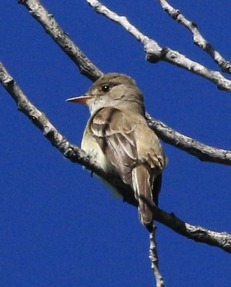 Willow Flycatcher - ML582878721