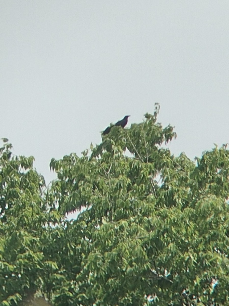 Great-tailed Grackle - ML582878771