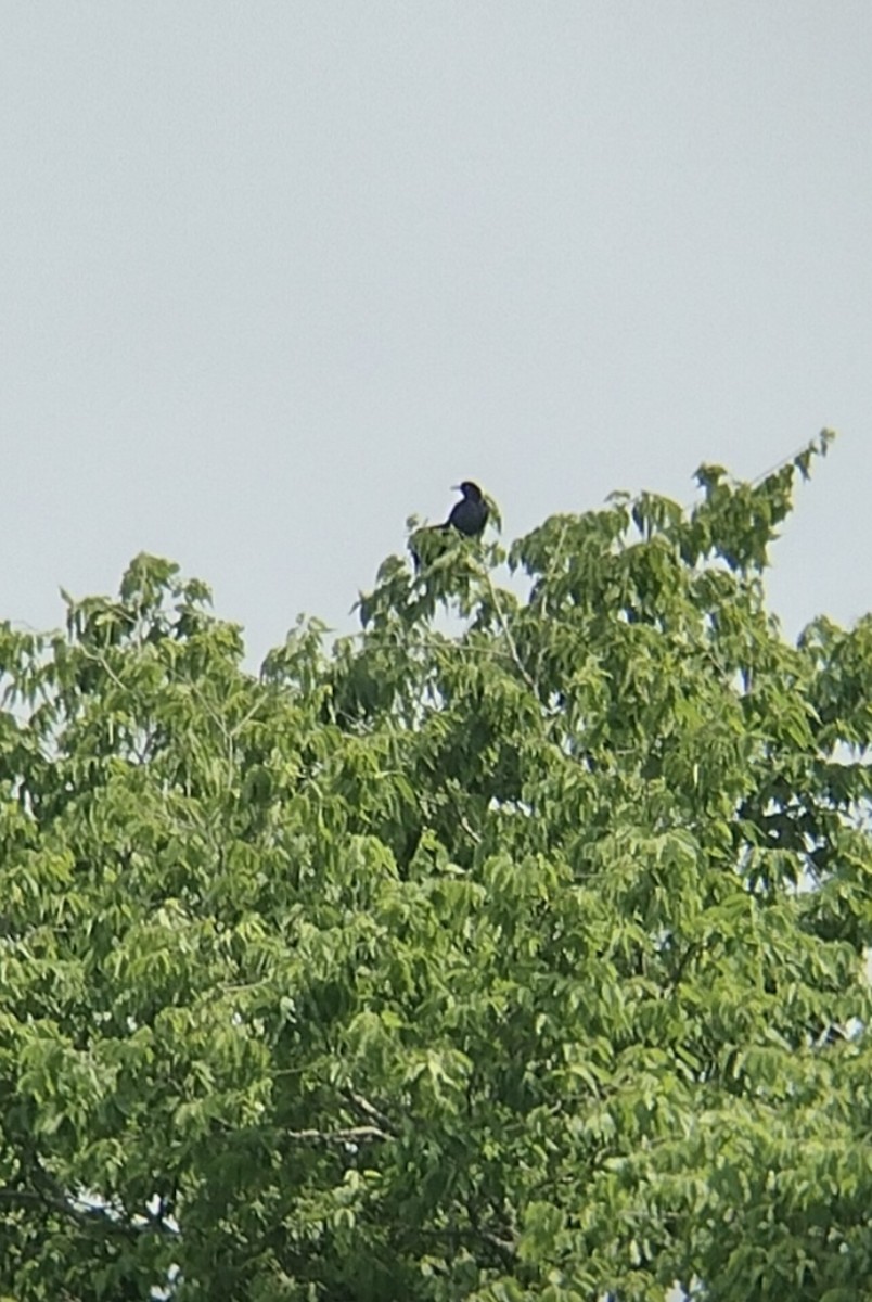 Great-tailed Grackle - ML582878821