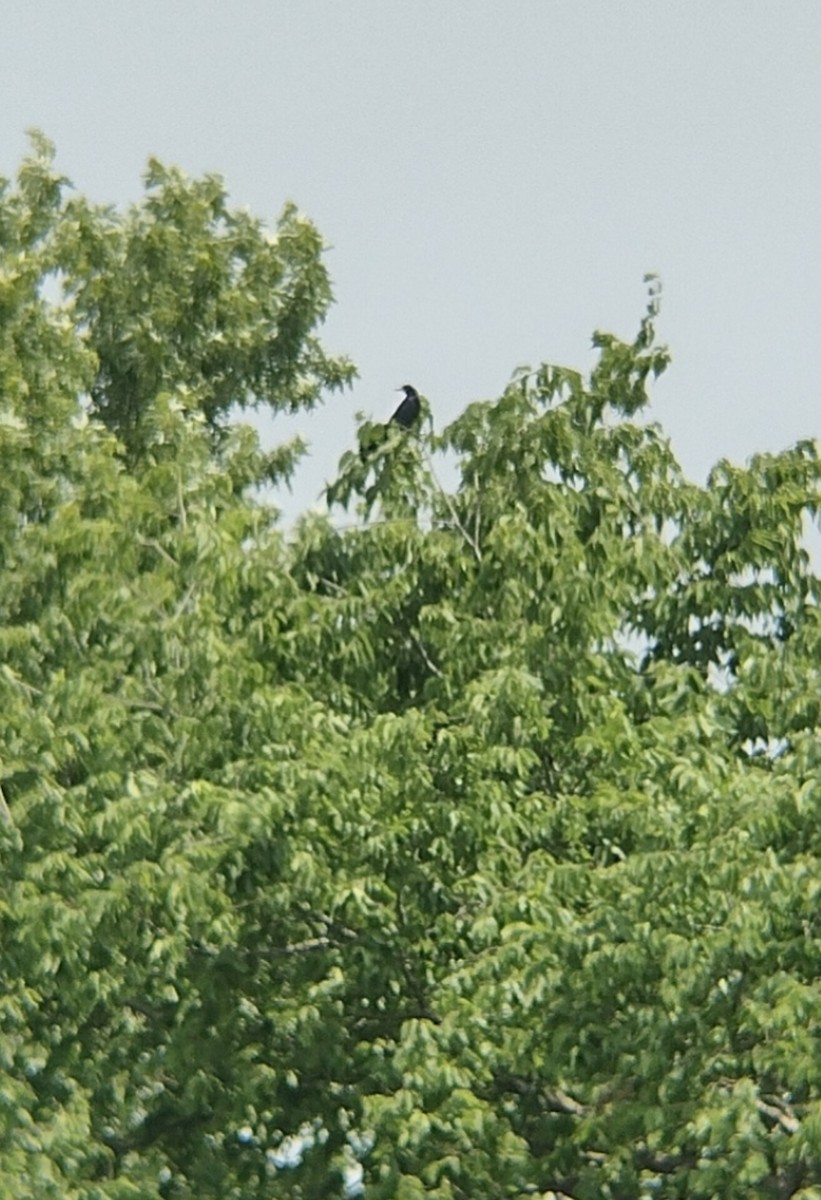 Great-tailed Grackle - ML582878911