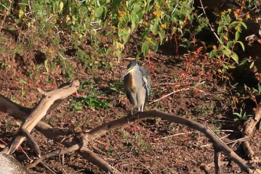 Striated Heron - ML582879091