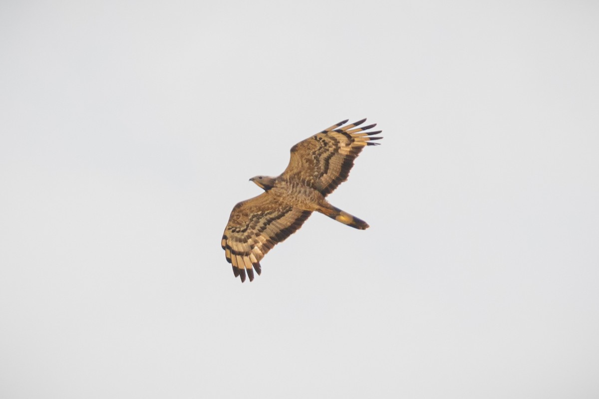 Oriental Honey-buzzard - Ömer Faruk Durdu