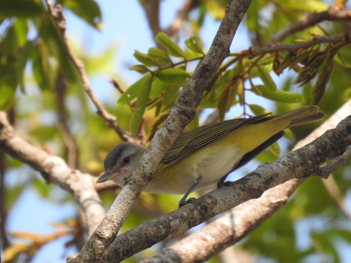 Yellow-green Vireo - Justin Harris