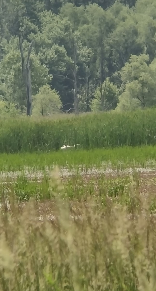 Trumpeter Swan - ML582880121