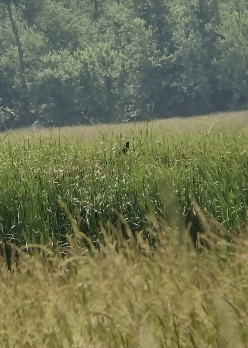 Great-tailed Grackle - ML582880181