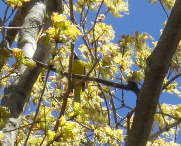 Hooded Warbler - ML58288121