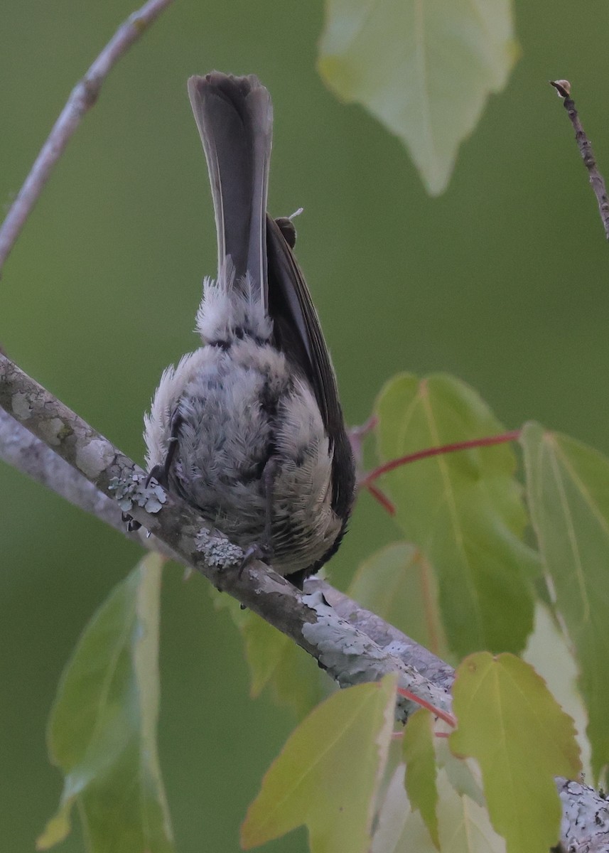 Carolina Chickadee - ML582881531