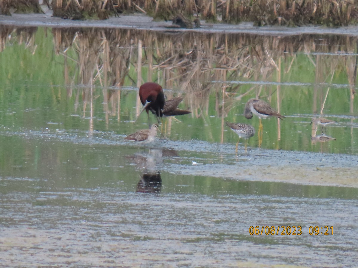 Glossy Ibis - ML582882011