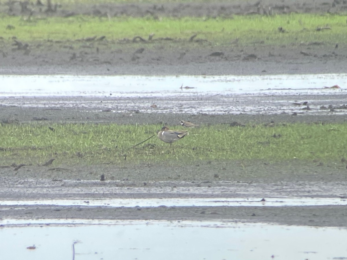 Green-winged Teal - ML582883191