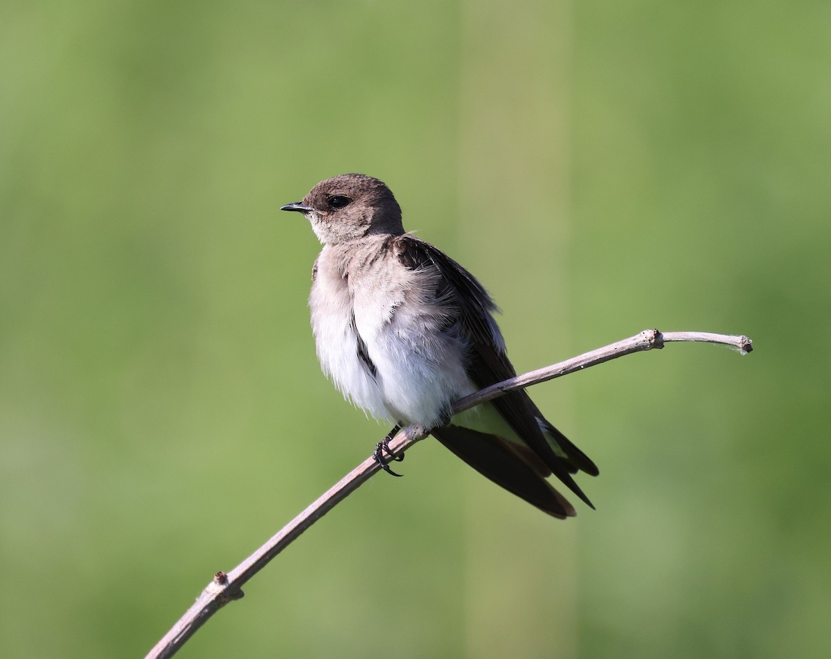 Northern Rough-winged Swallow - Vicky Sroczynski