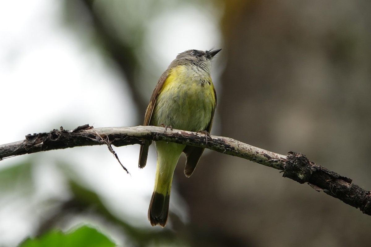 American Redstart - Patty Rose