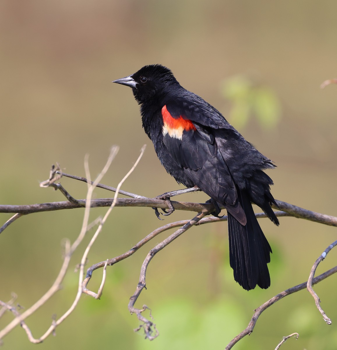 Red-winged Blackbird - ML582883511