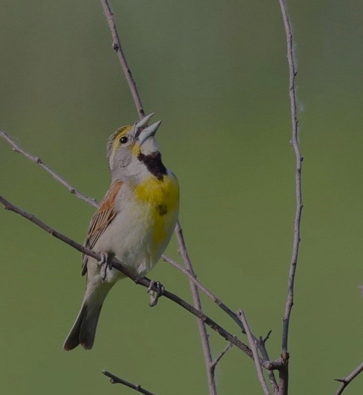 Dickcissel - ML582883581