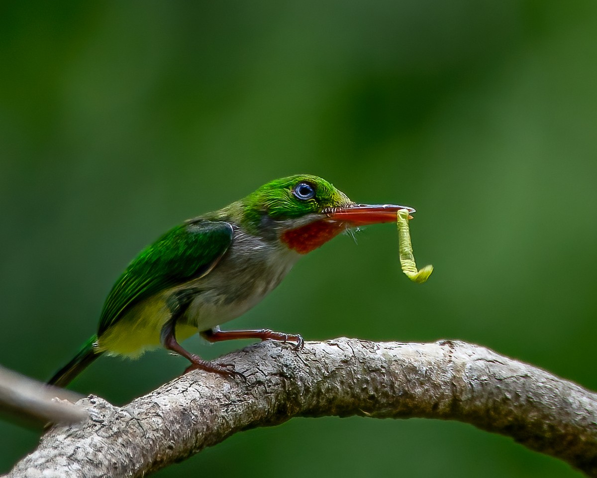 Puerto Rican Tody - ML582885281