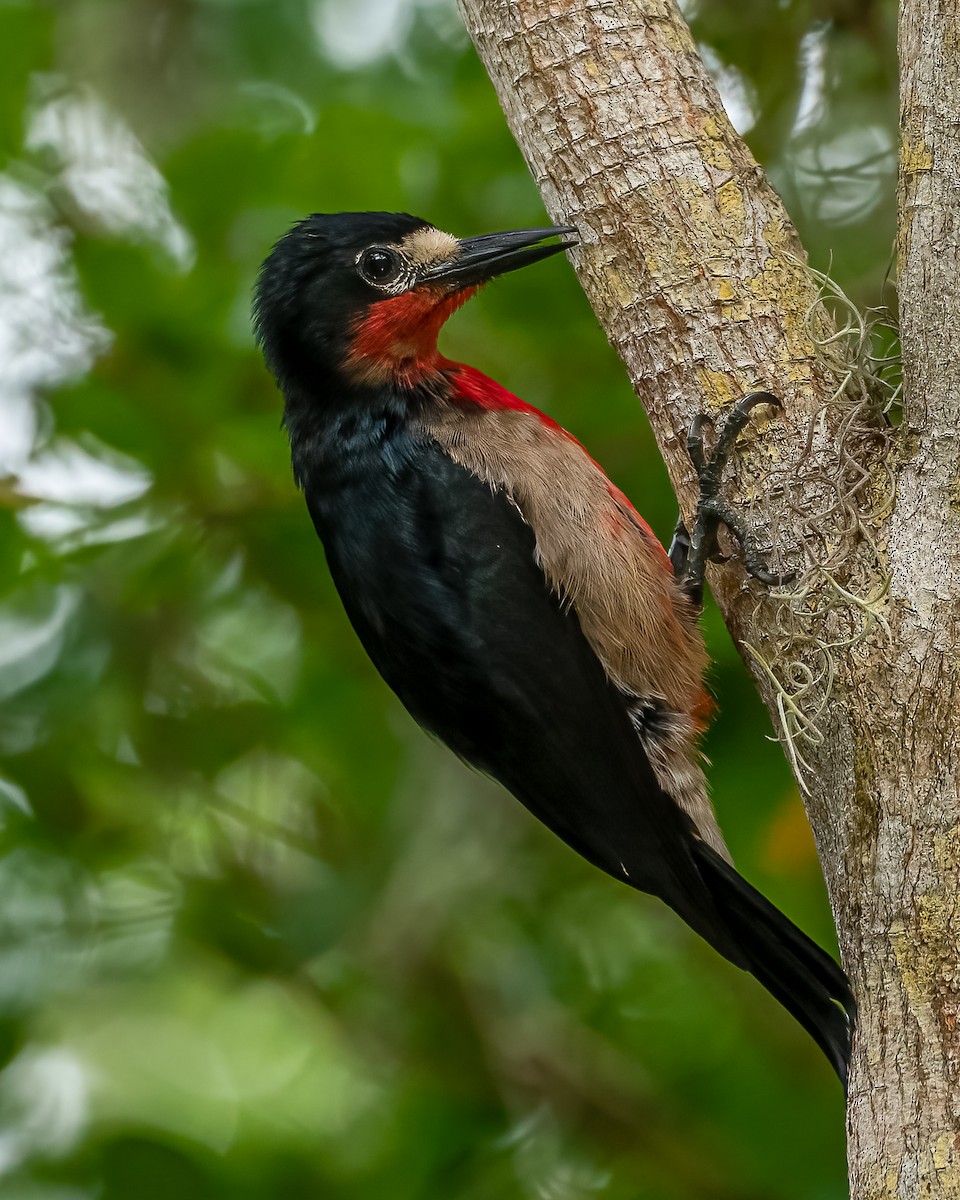 Puerto Rican Woodpecker - ML582885471