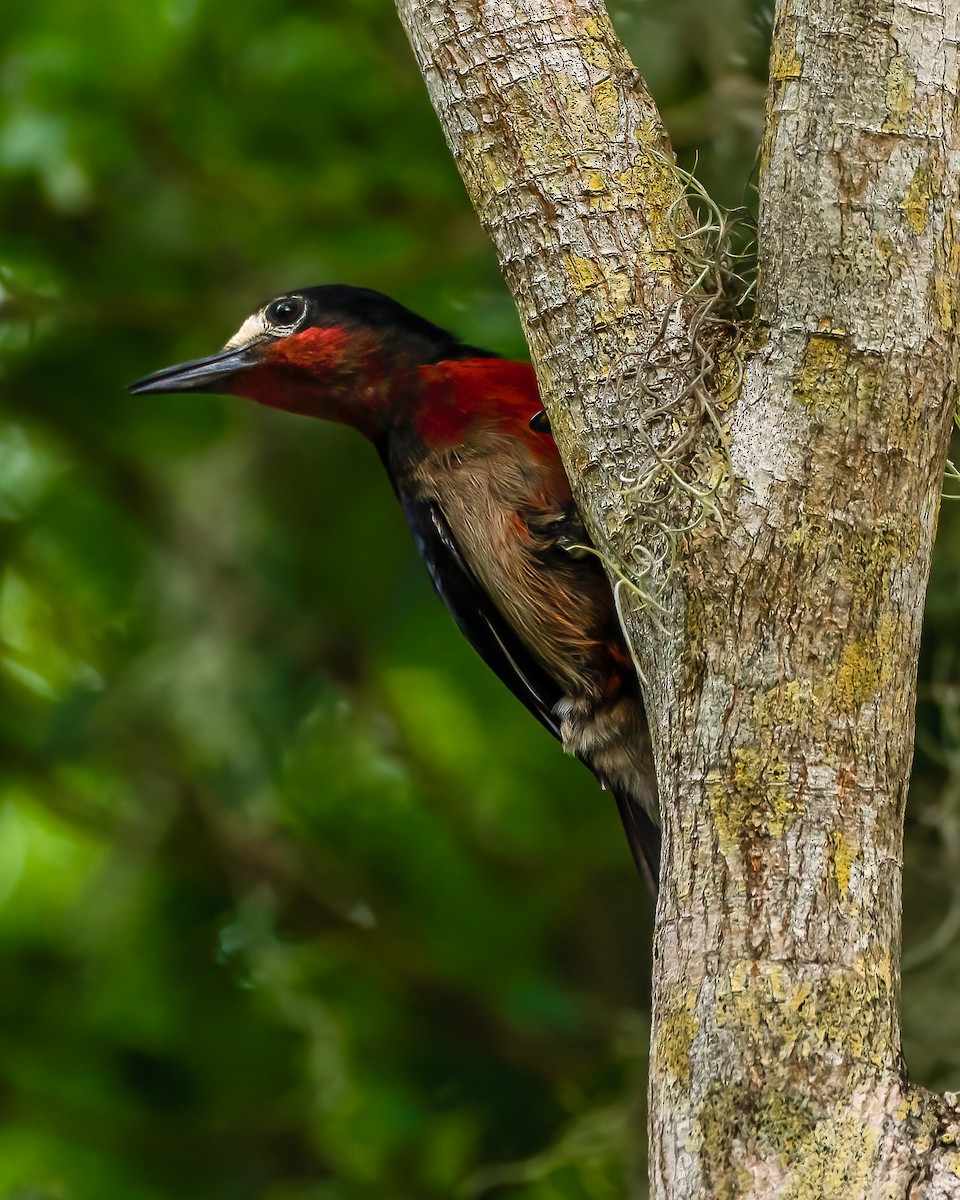 Puerto Rican Woodpecker - ML582885481