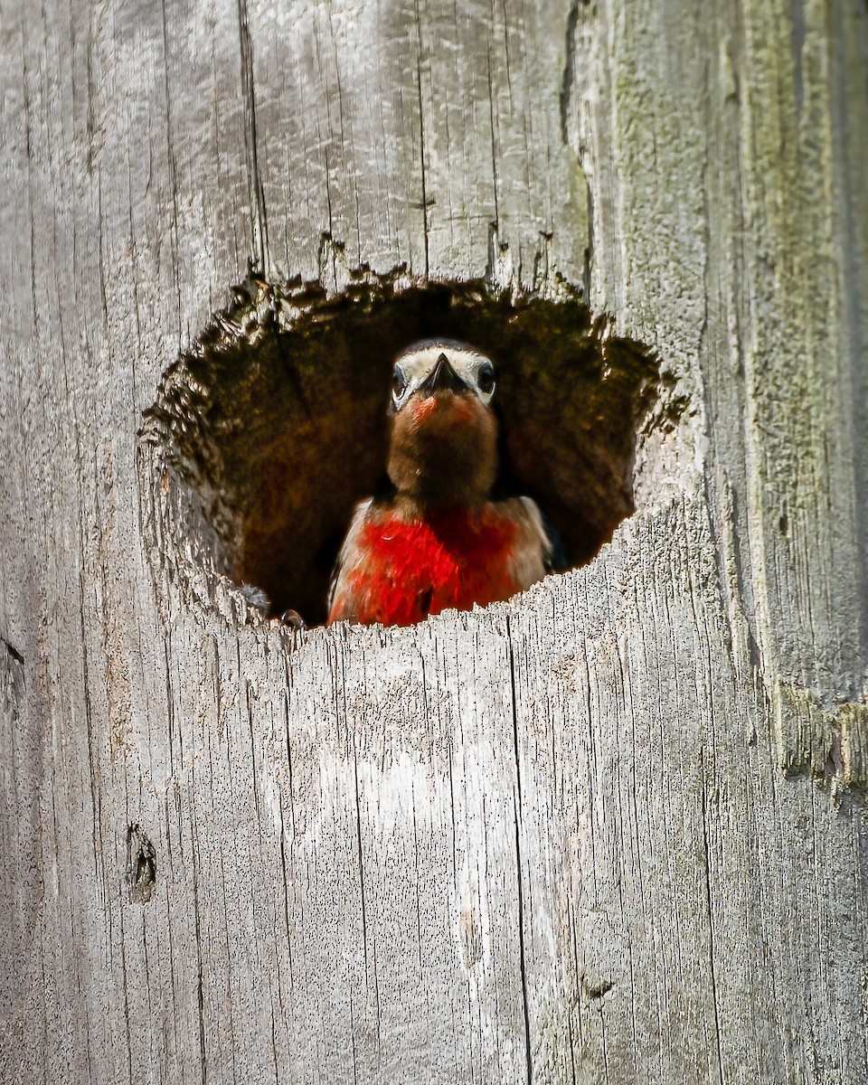 Puerto Rican Woodpecker - ML582885491