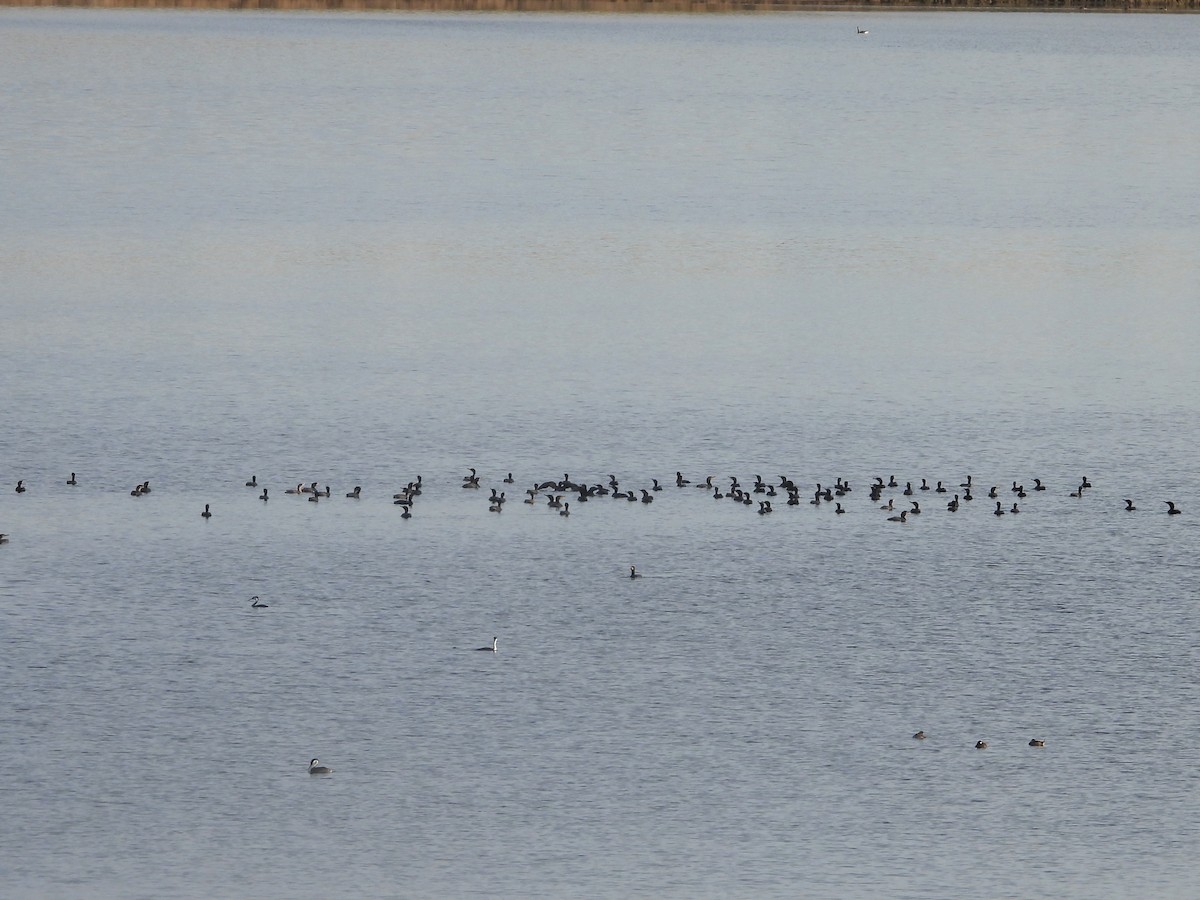 Cormoran à aigrettes - ML582885581