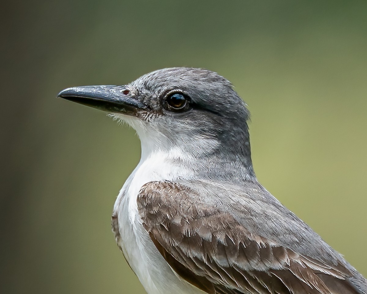 Gray Kingbird - ML582886251