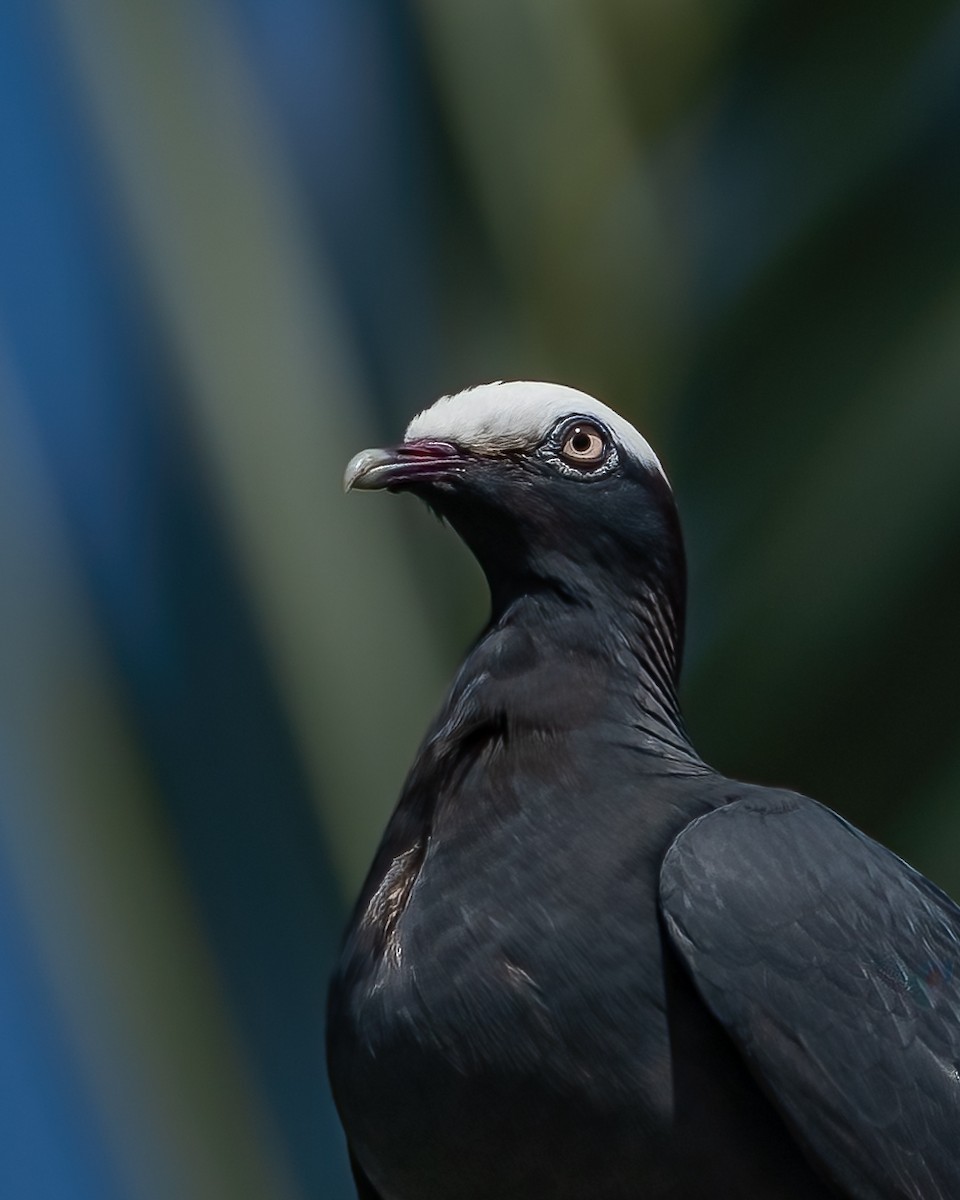 White-crowned Pigeon - ML582887641