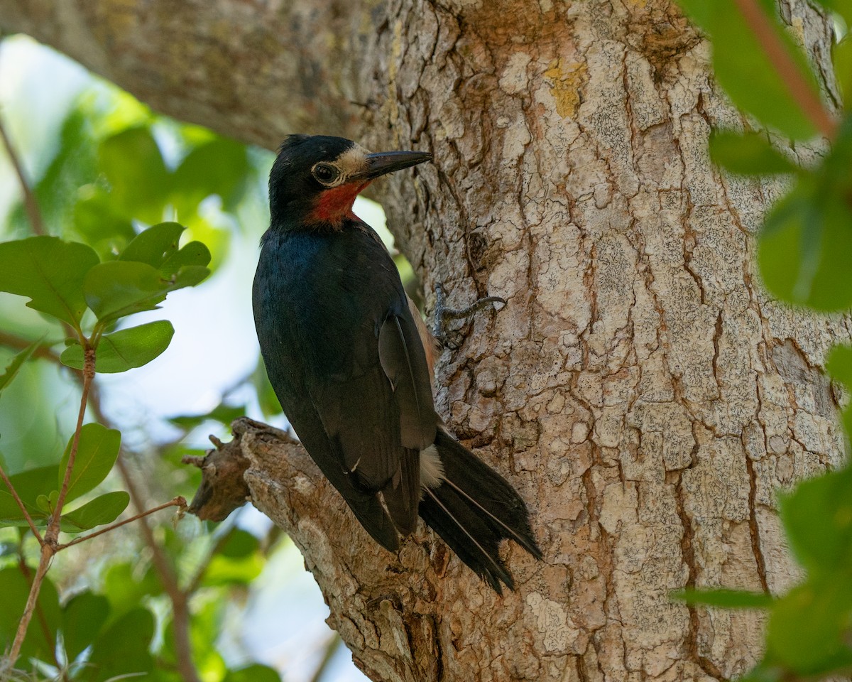 Puerto Rican Woodpecker - ML582887741