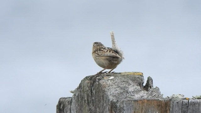 コバシヌマミソサザイ（hornensis／falklandicus） - ML582887991