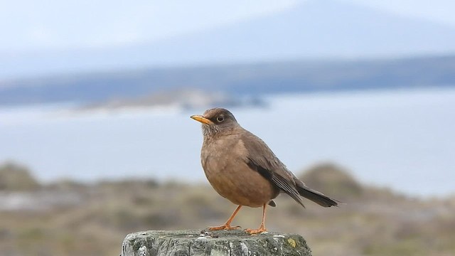 Zorzal Patagón - ML582888041