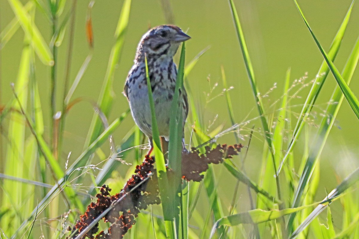 Song Sparrow - ML582888291