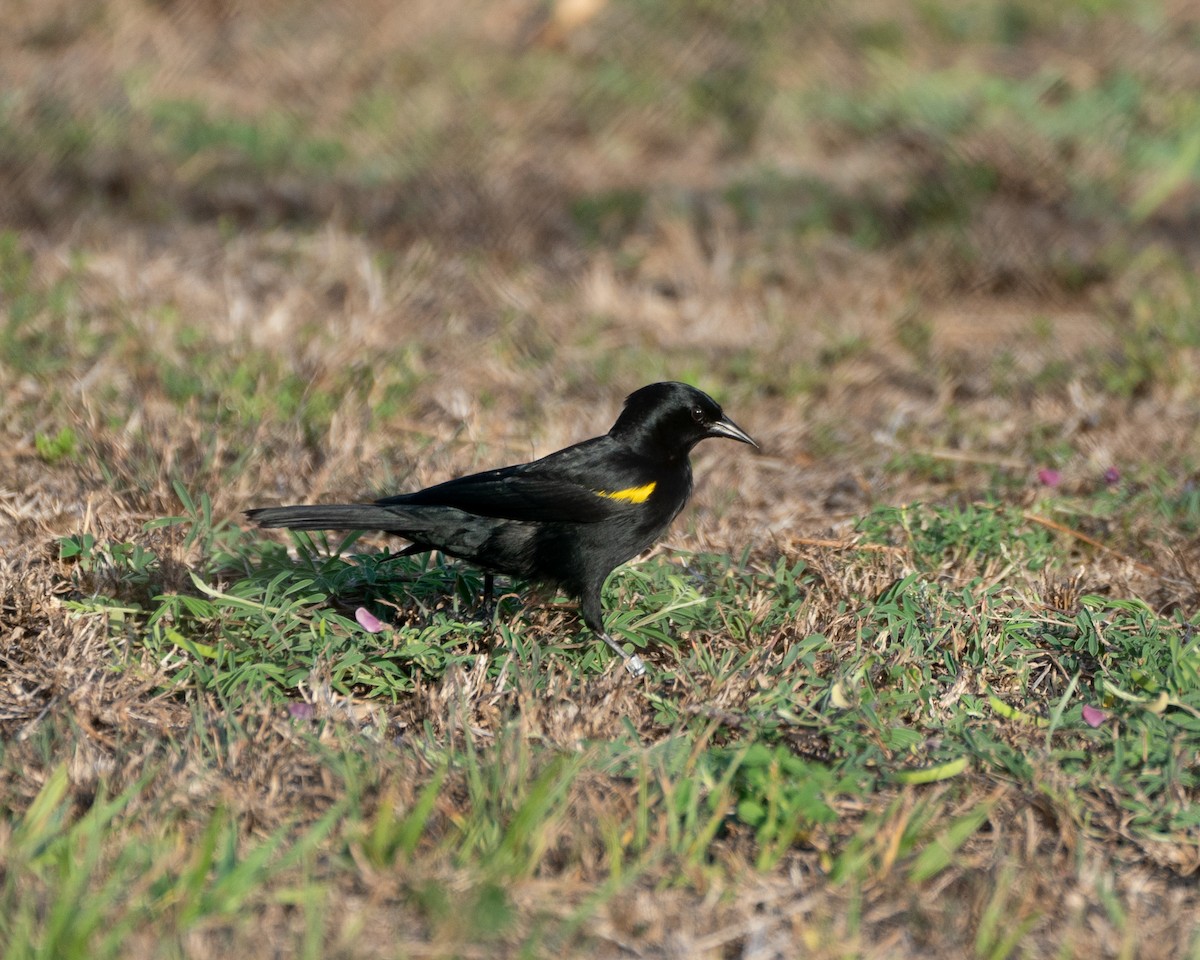 Yellow-shouldered Blackbird - ML582888331